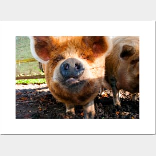 New Zealand Kunekune Pig Posters and Art